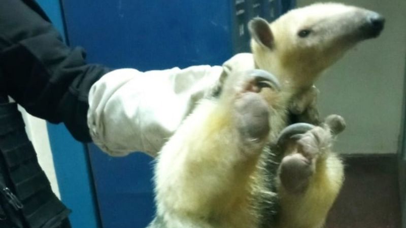 Rescataron a un oso melero del sótano de un colegio de Córdoba
