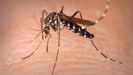 Ante el incremento de casos de dengue, piden tomar recaudos
