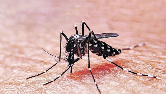 Confirmaron la muerte de una mujer de Villa María por dengue