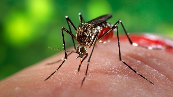 Dengue: cuatro casos confirmados en Villa María y uno en Villa Nueva