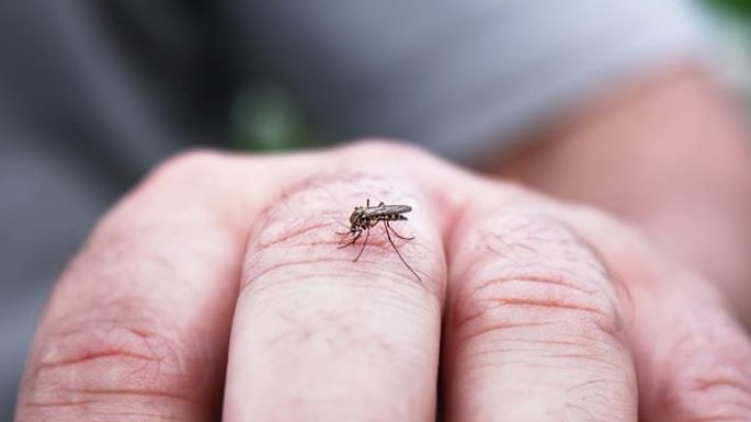 Cuidado con los mosquitos