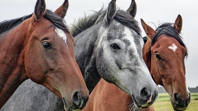 Confirmaron la primera muerte humana por el virus de encefalomielitis equina