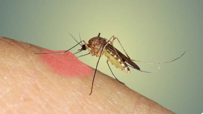 Dengue: ¿en qué lugares y a qué hora pica el mosquito?