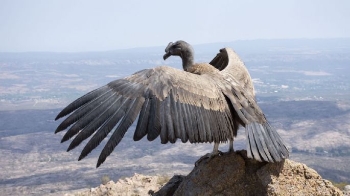Un cóndor en las Altas Cumbres