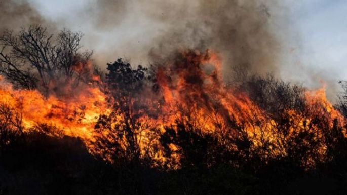 Recuperarán áreas quemadas en Santa Fe y Córdoba con plantines de la Biofábrica de Misiones