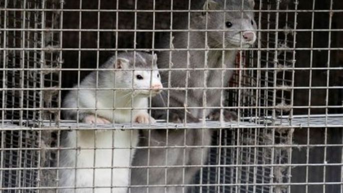 Como Dinamarca: Irlanda ordenó sacrificar los visones tras la mutación del coronavirus encontrada
