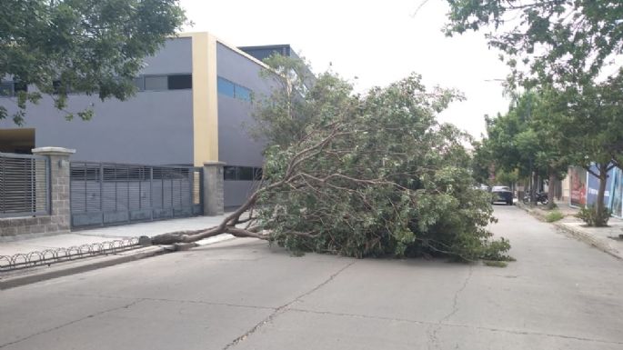 Varios árboles caídos por las fuertes ráfagas de viento