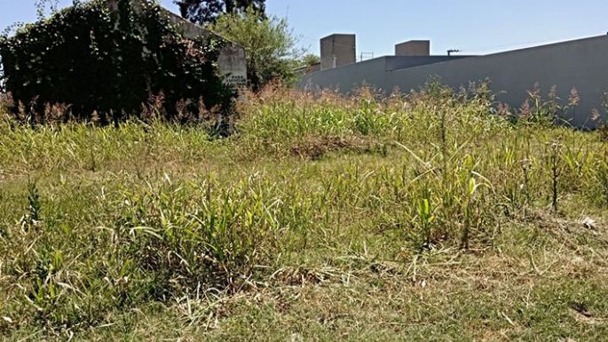 Piden que limpien un terreno baldío