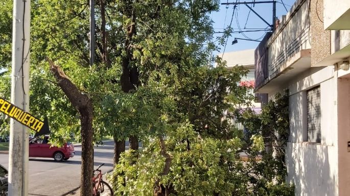 La caída de un árbol bloqueó el paso y cortó cables
