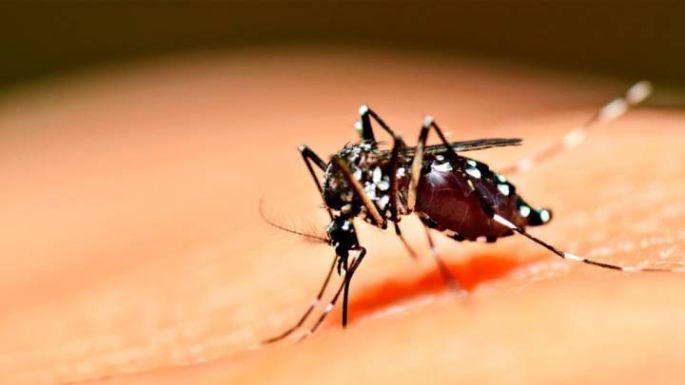 Labor contra el mosquito