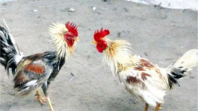 Se desarticuló apuesta clandestina con riña de gallos