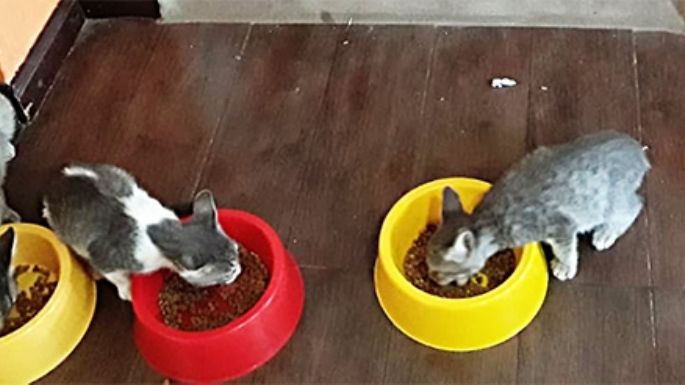 Tiene 35 gatos para adopción
