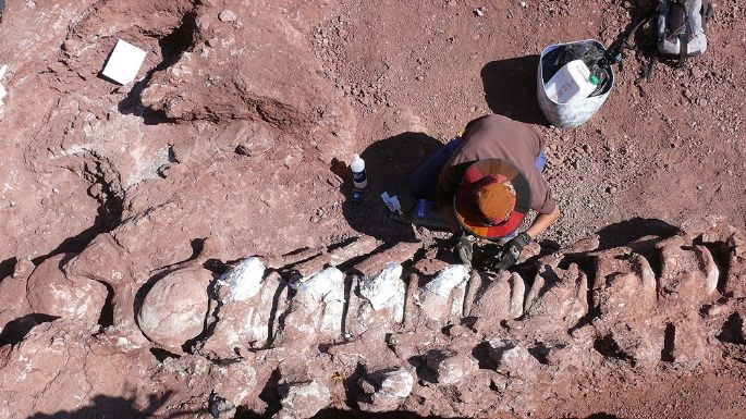 Encontraron restos fósiles de un dinosaurio en Neuquén que podría ser el más grande de la historia