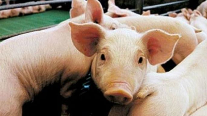 Preocupan los casos de triquinosis