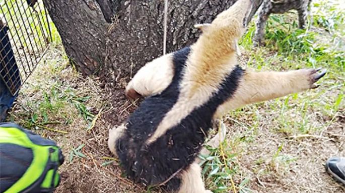 Rescataron a un oso melero cautivo en un campo