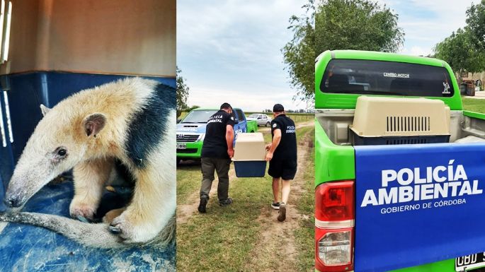 Policía Ambiental rescató un oso melero en un campo de Bell Ville