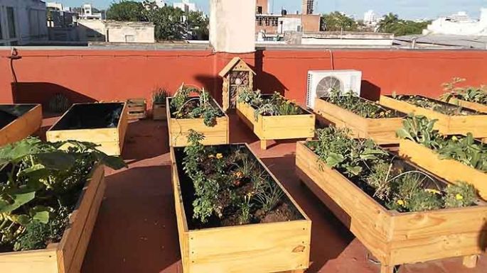 Volver a las raíces: en una terraza del municipio se generó una huerta