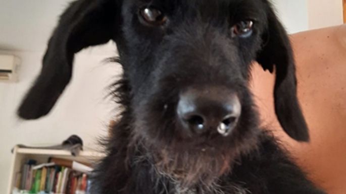 Buscan un hogar