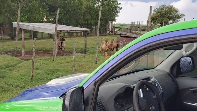 En un allanamiento en Bell Ville, Policía Ambiental encontró más de 60 animales exóticos
