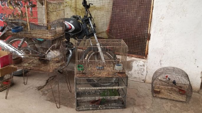 Recuperan alrededor de 50 aves y una tortuga
