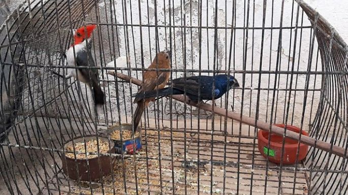 Rescataron 50 animales silvestres para la venta