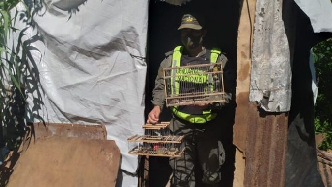 Rescataron 50 animales silvestres para la venta