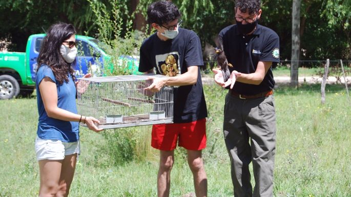 Día mundial de las aves: liberan a más de 200 ejemplares