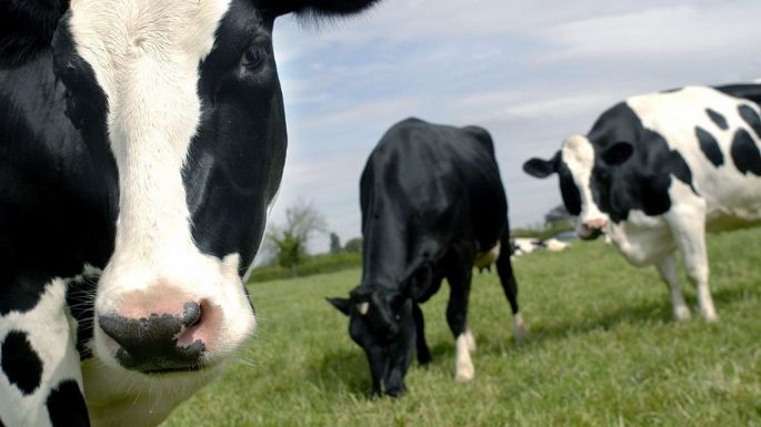 El Gobierno oficializó la ampliación de exportaciones de carne de vaca conserva a China