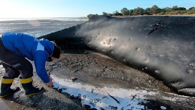 Murió un ejemplar de ballena yubarta varado en una playa de Chubut