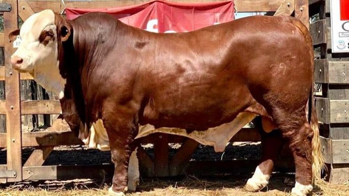 Un “Yanquee” en la Cabaña San José