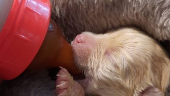 Buscan a los responsables de abandonar y dejar morir a ocho cachorros