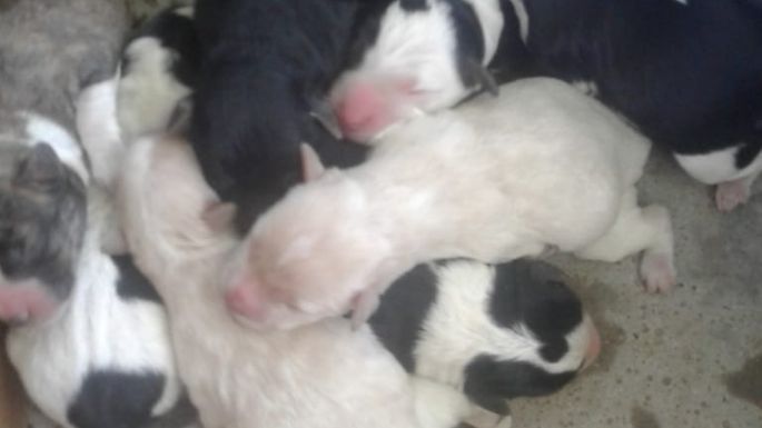 Buscan a los responsables de abandonar y dejar morir a ocho cachorros