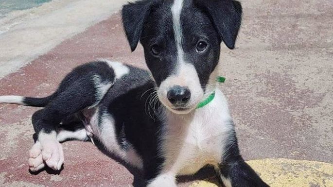Mientras mueven la cola esperan encontrar un hogar