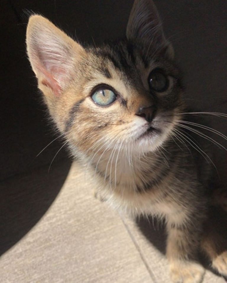 Chimuelo