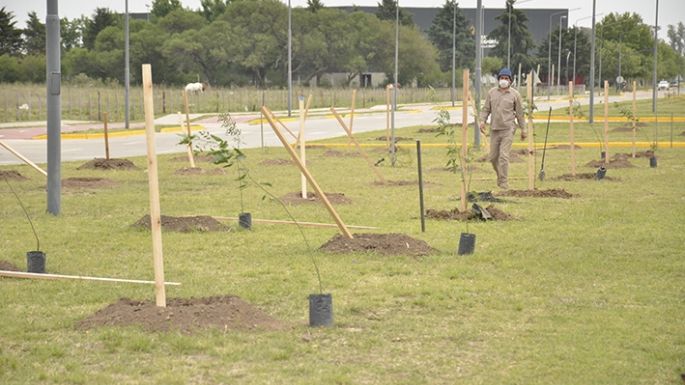 A plantar árboles sí o sí: 500 en el España