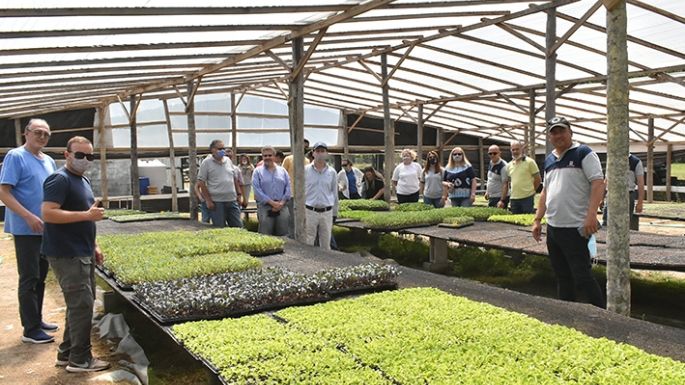 Cultivos de plantines para proveer a productores del cinturón verde
