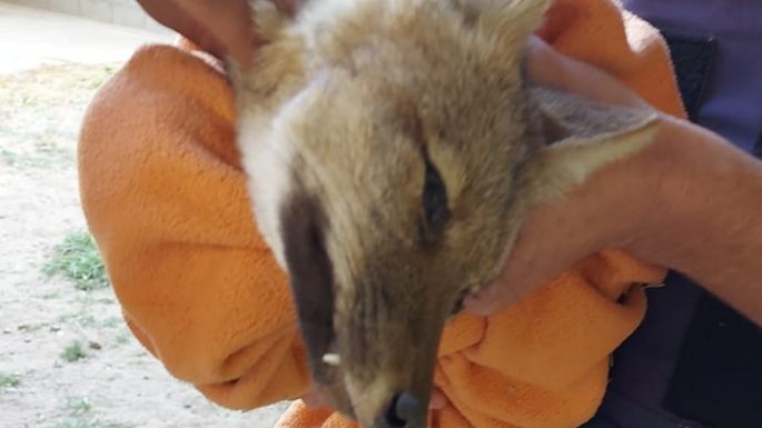 Liberaron a un zorro que fue encontrado en un complejo de departamentos