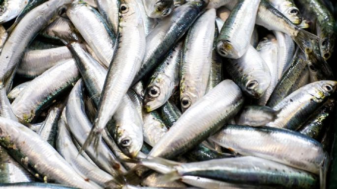 Llega a Villa Nueva el programa Pescado a Precios Populares