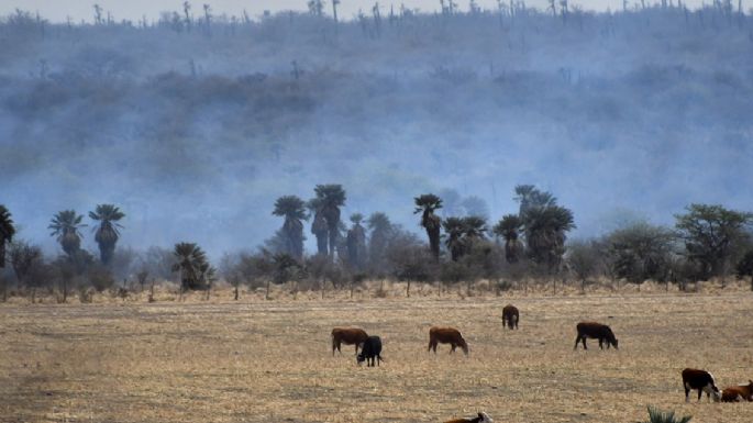 Controlan los incendios que arrasaron cerca de 40 mil hectáreas en el norte cordobés