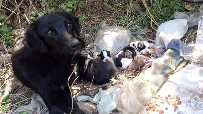 Villa Nueva: Le allanaron la casa a una proteccionista de animales