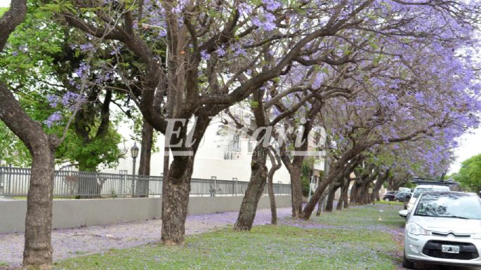[GALERÍA] Los jacarandás tiñeron las calles de lila