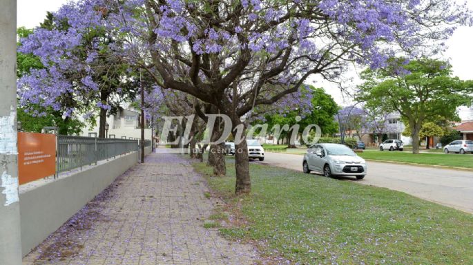 [GALERÍA] Los jacarandás tiñeron las calles de lila