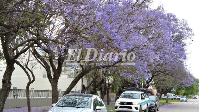 [GALERÍA] Los jacarandás tiñeron las calles de lila