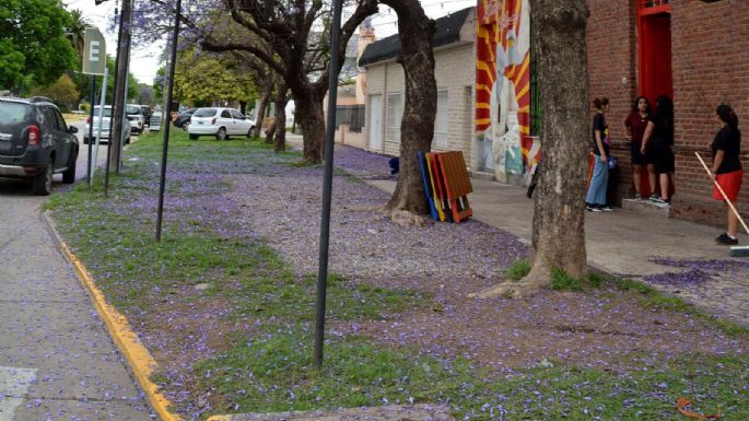 [GALERÍA] Los jacarandás tiñeron las calles de lila