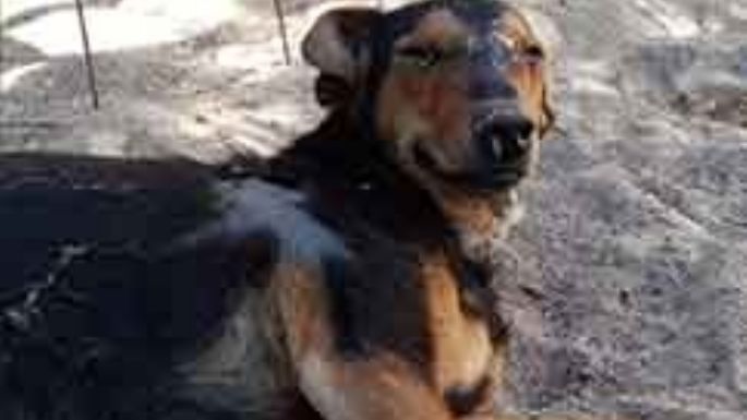 Una esperanza para esta perrita