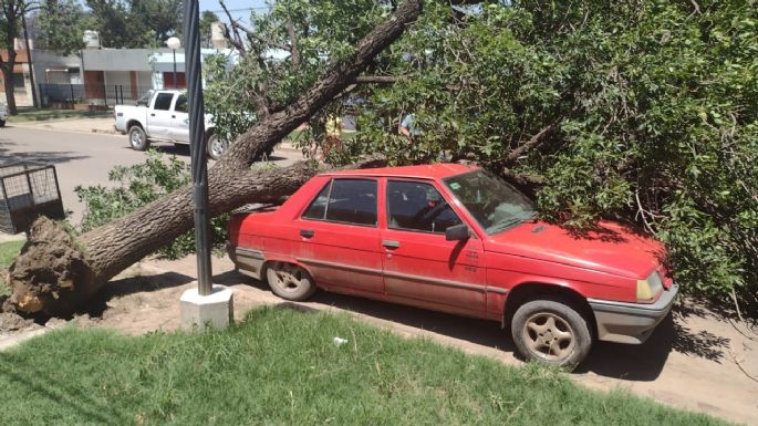 Se cayó un árbol y aplastó la parte trasera de un auto