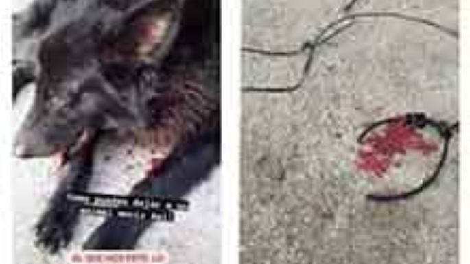 Vecinos preocupados por maltrato animal