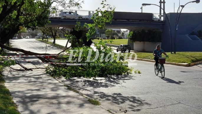 El viento tiró un árbol de la Costanera, a la altura de puente Alberdi
