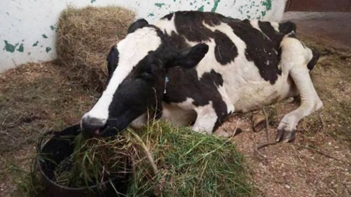 Garrapata bovina: detectan resistencia a la Ivermectina