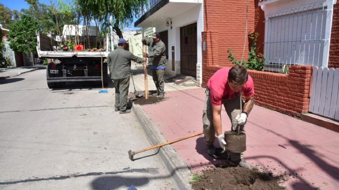 Continúa la campaña de reforestación urbana en veredas